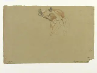 Ecorche drawing of the head of a dog, by Thomas Landseer, 1816