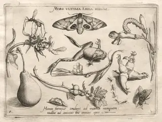 Archetypes and Studies: Death is the line that marks the end of all (Part II, plate 5), by Joris Hoefnagel, 1592