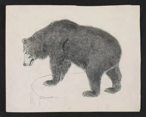 Untitled, by Bertram Potter, 1