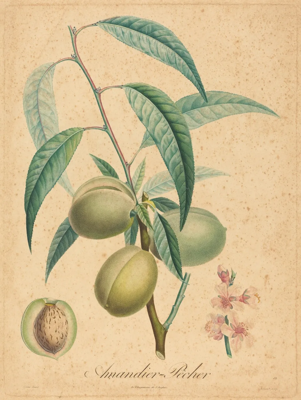 Amandier - Pecher, by French 19th Century, ink, 1850