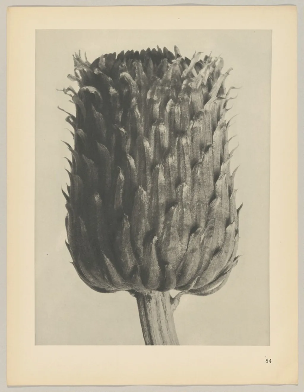 Cirsium canum, by Karl Blossfeldt, 1928