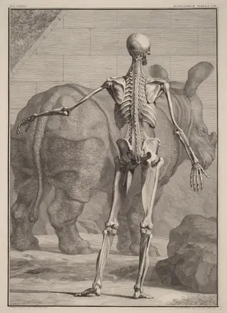 Musculorum Tabula VIII, by Jan Wandelaar, ink, 1742
