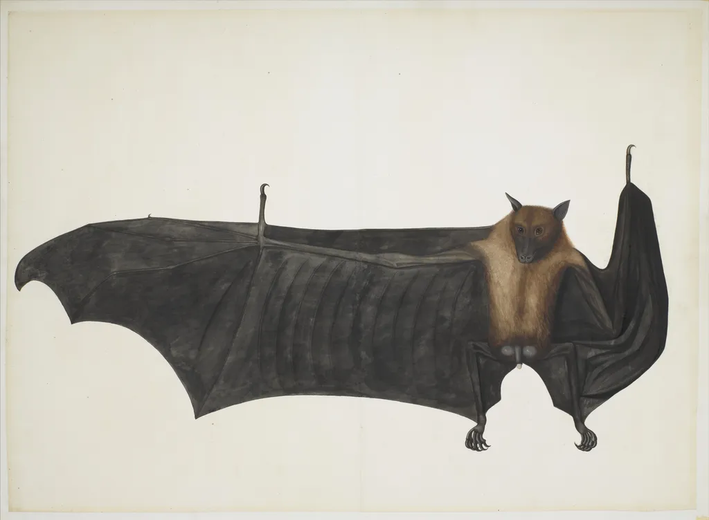 Great Indian Fruit Bat, by Bhawani Das, unspecified, 1790