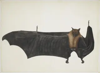 Great Indian Fruit Bat, by Bhawani Das, unspecified, 1790