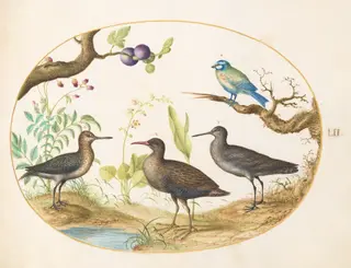 Plate 52: Blue Tit with Three Wading Birds and a Fig Tree, by Joris Hoefnagel, gouache, 1594
