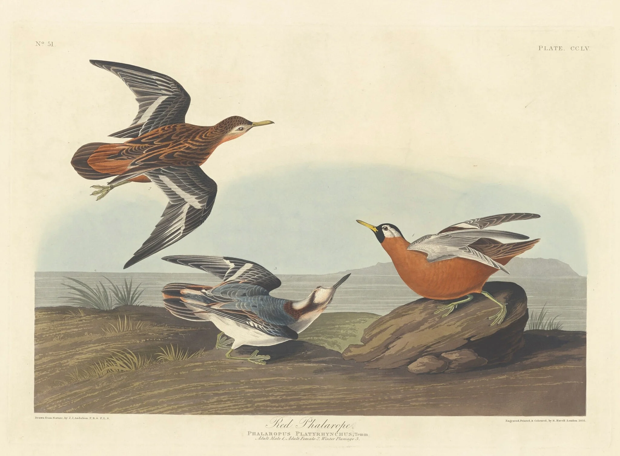 Red Phalarope, detail