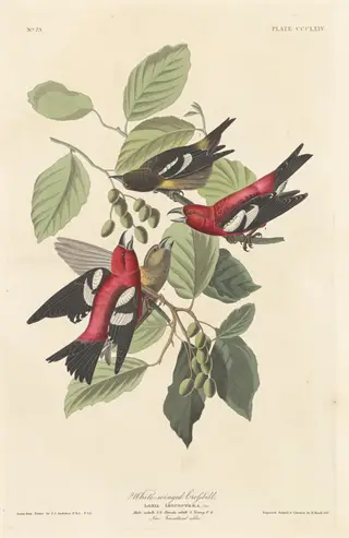 White-winged Crossbill, by Havell, Jr., Robert, ink, 1837