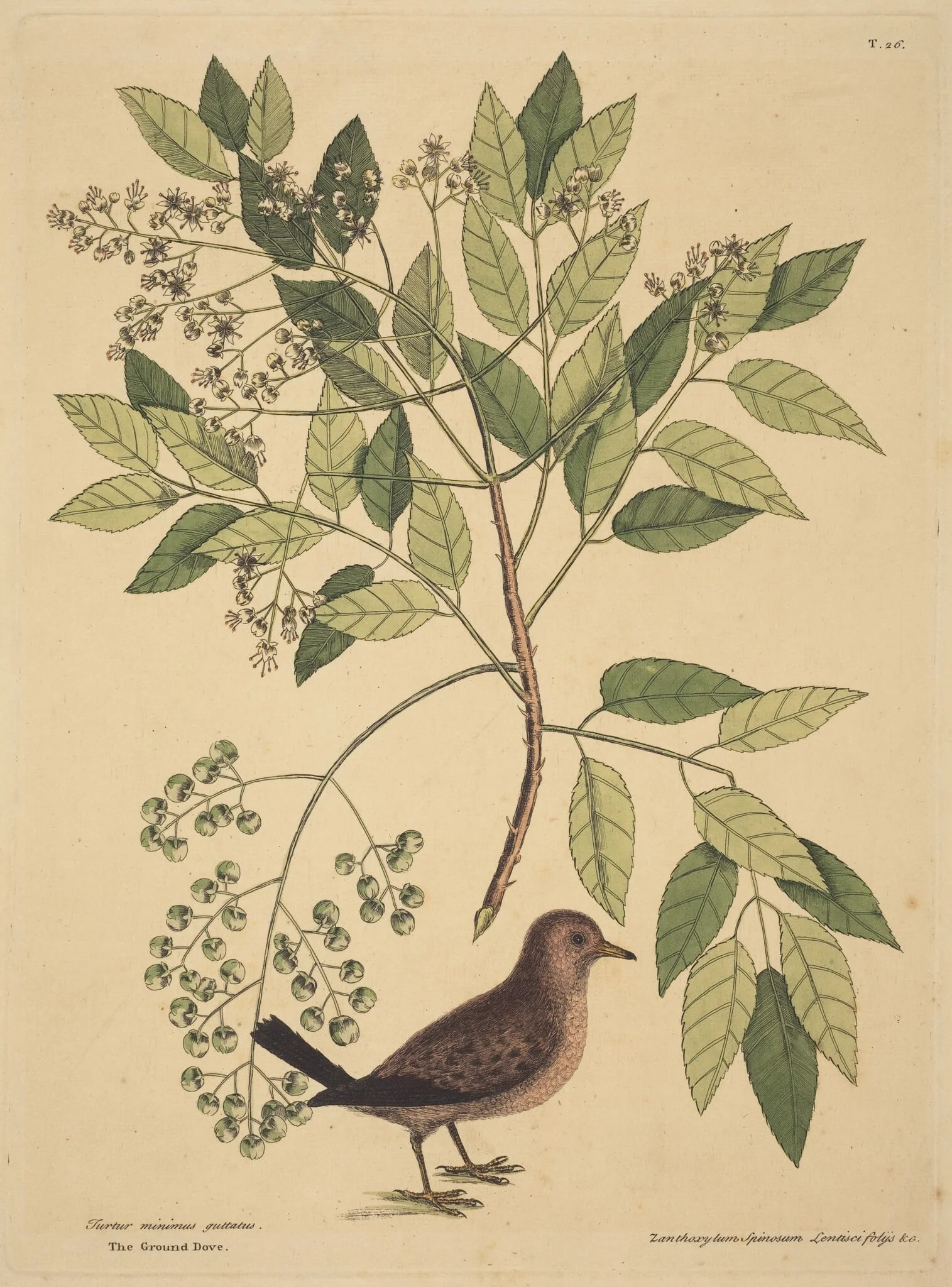 The Ground Dove (Columba passerina), detail