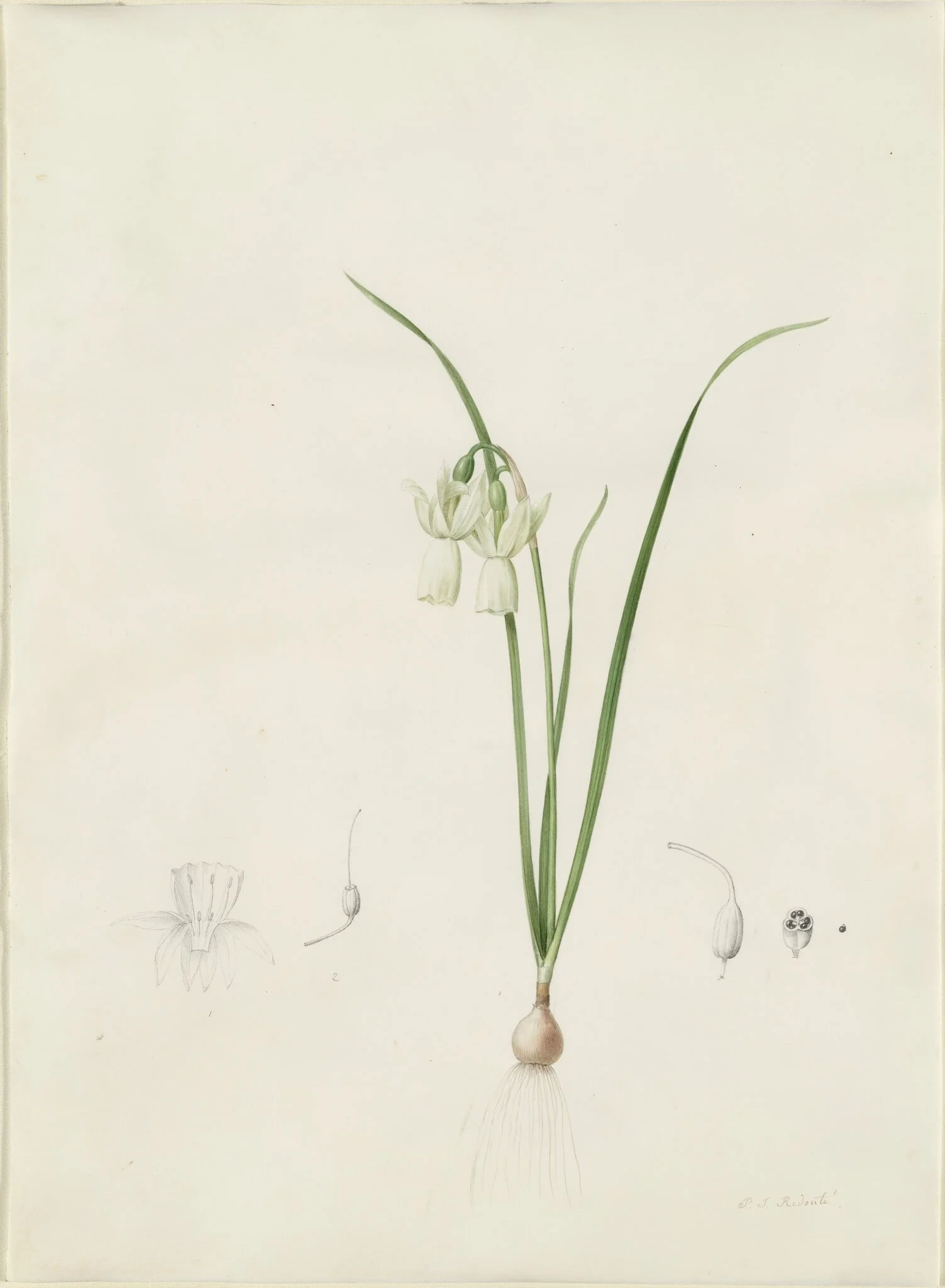 Narcissus calathinus, detail