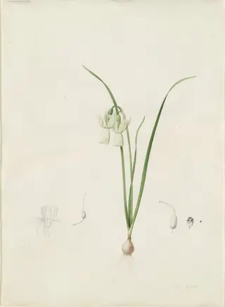 Narcissus calathinus, by Pierre Joseph Redouté, watercolor, 1809