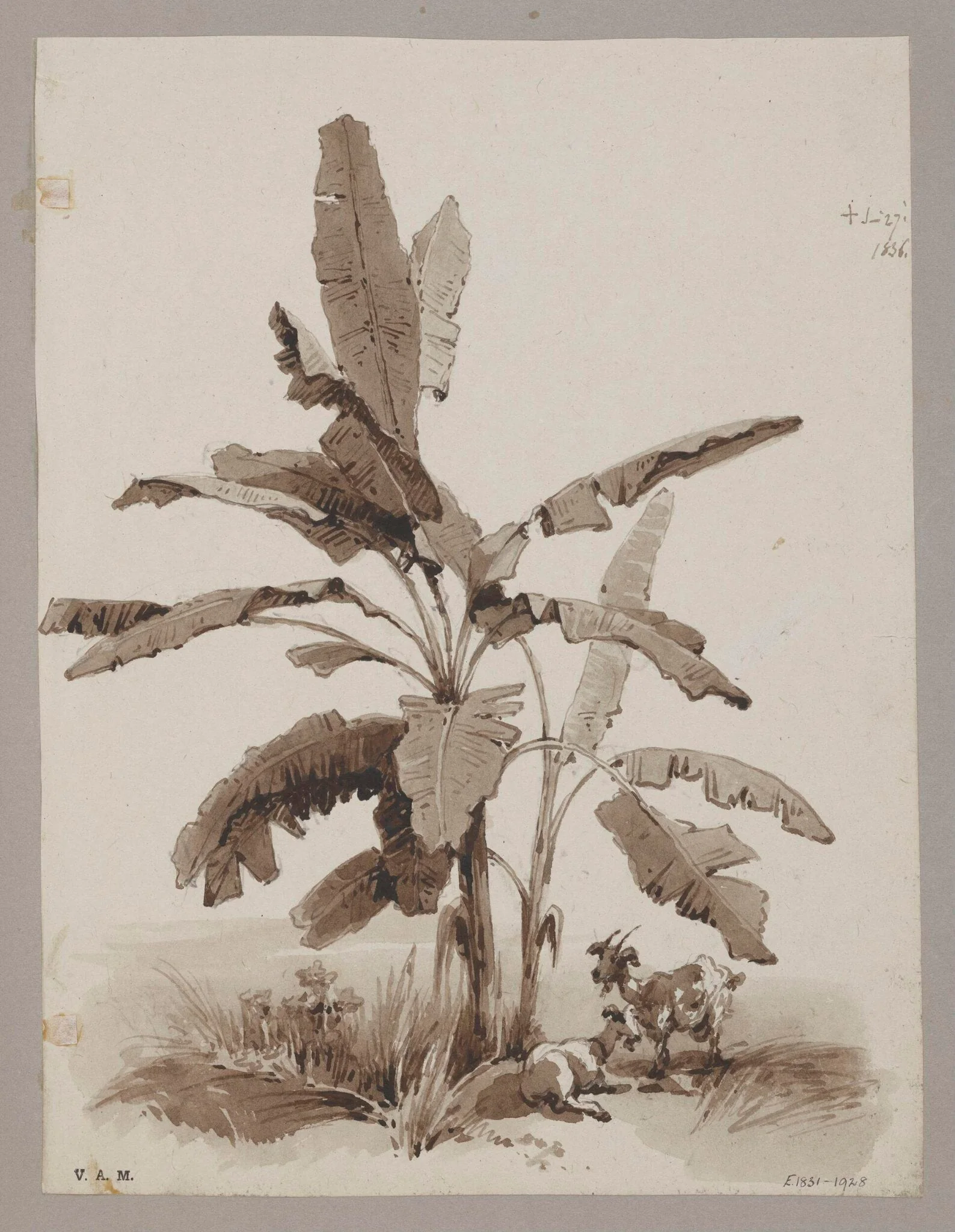 Plantain tree, detail