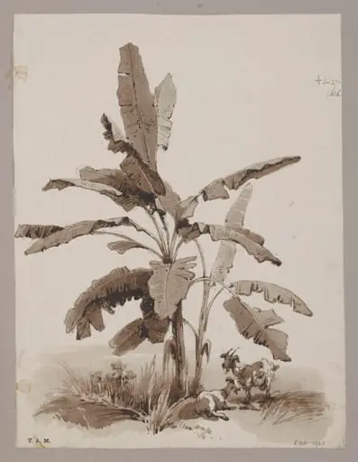 Plantain tree, by George Chinnery, 16