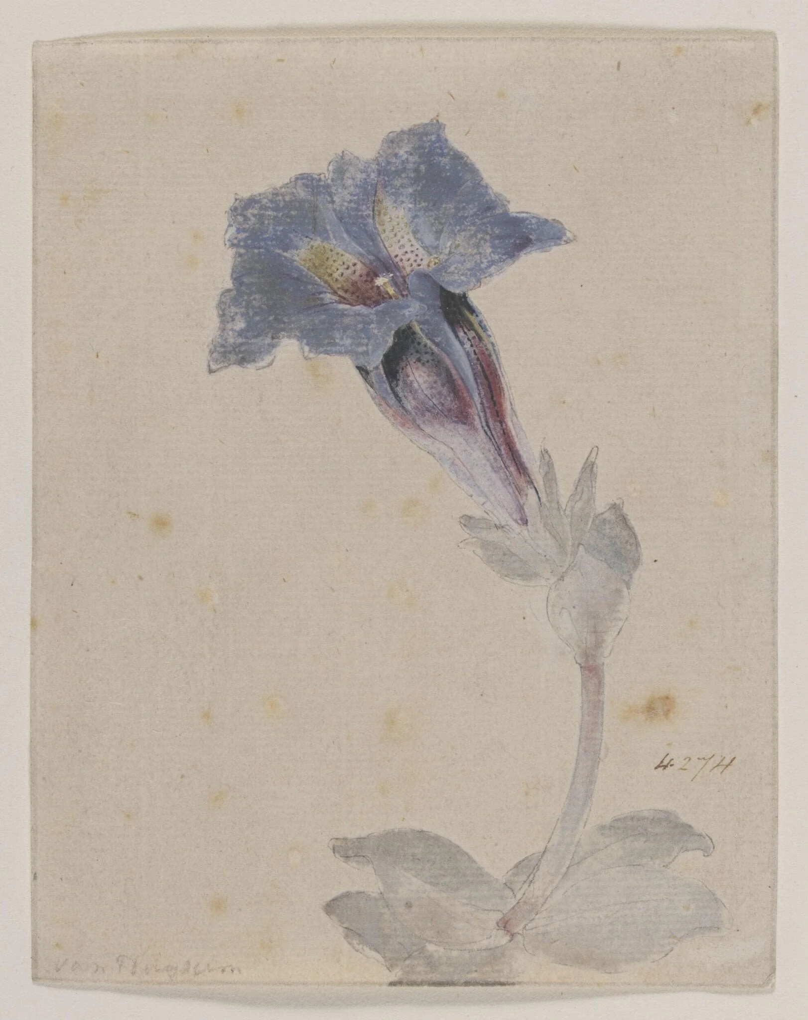 Study of a Marsh Gentian (<i>Gentiana pneumonanthe</i>), detail