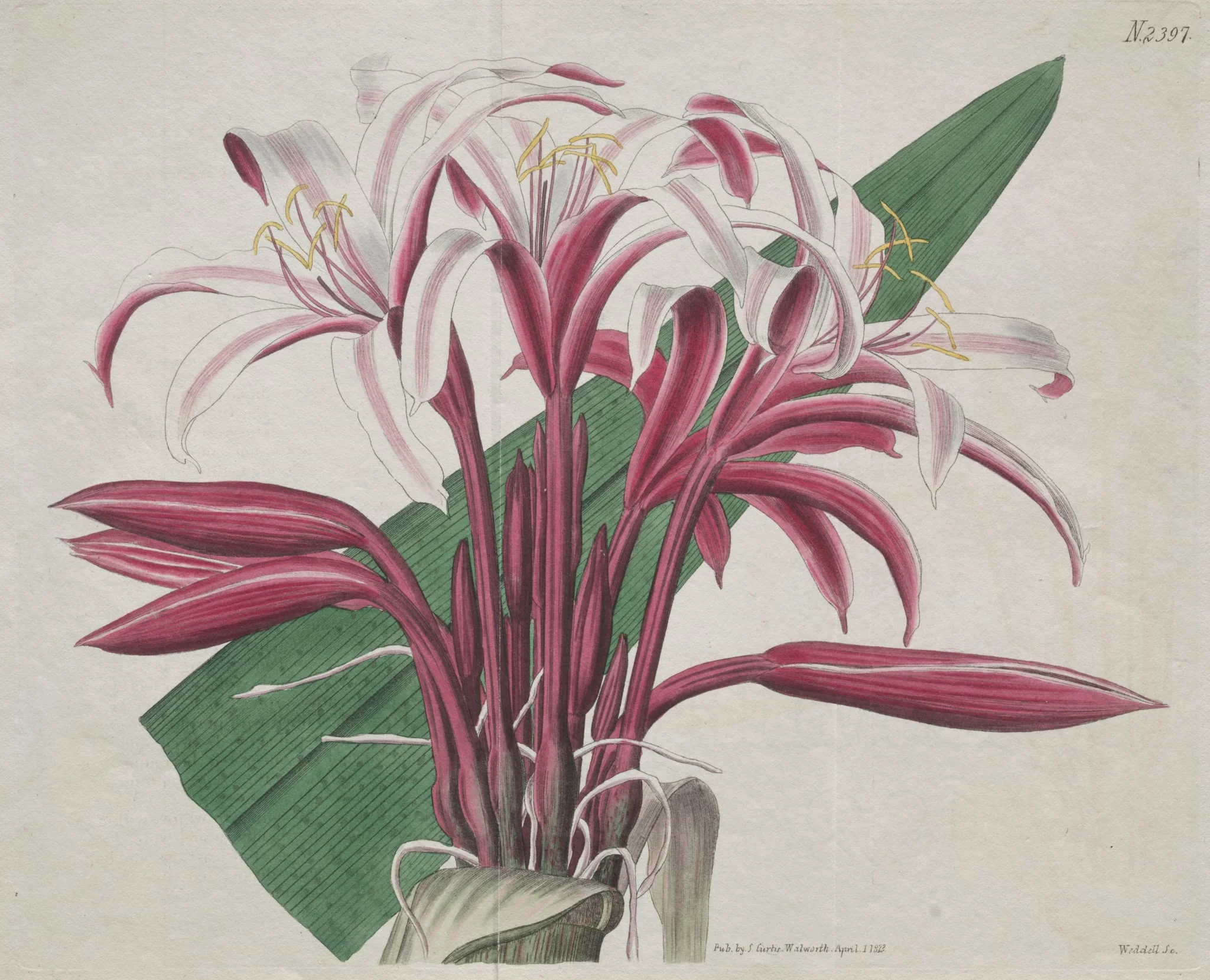 The Botanical Magazine or Flower Garden Displayed: Stately Crinum, detail