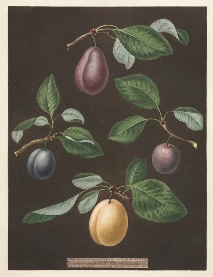 Pomona Britannica: No. 17 - Plums, detail