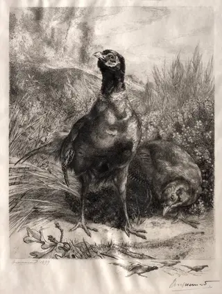 The Pheasants, by Félix Bracquemond, 1899