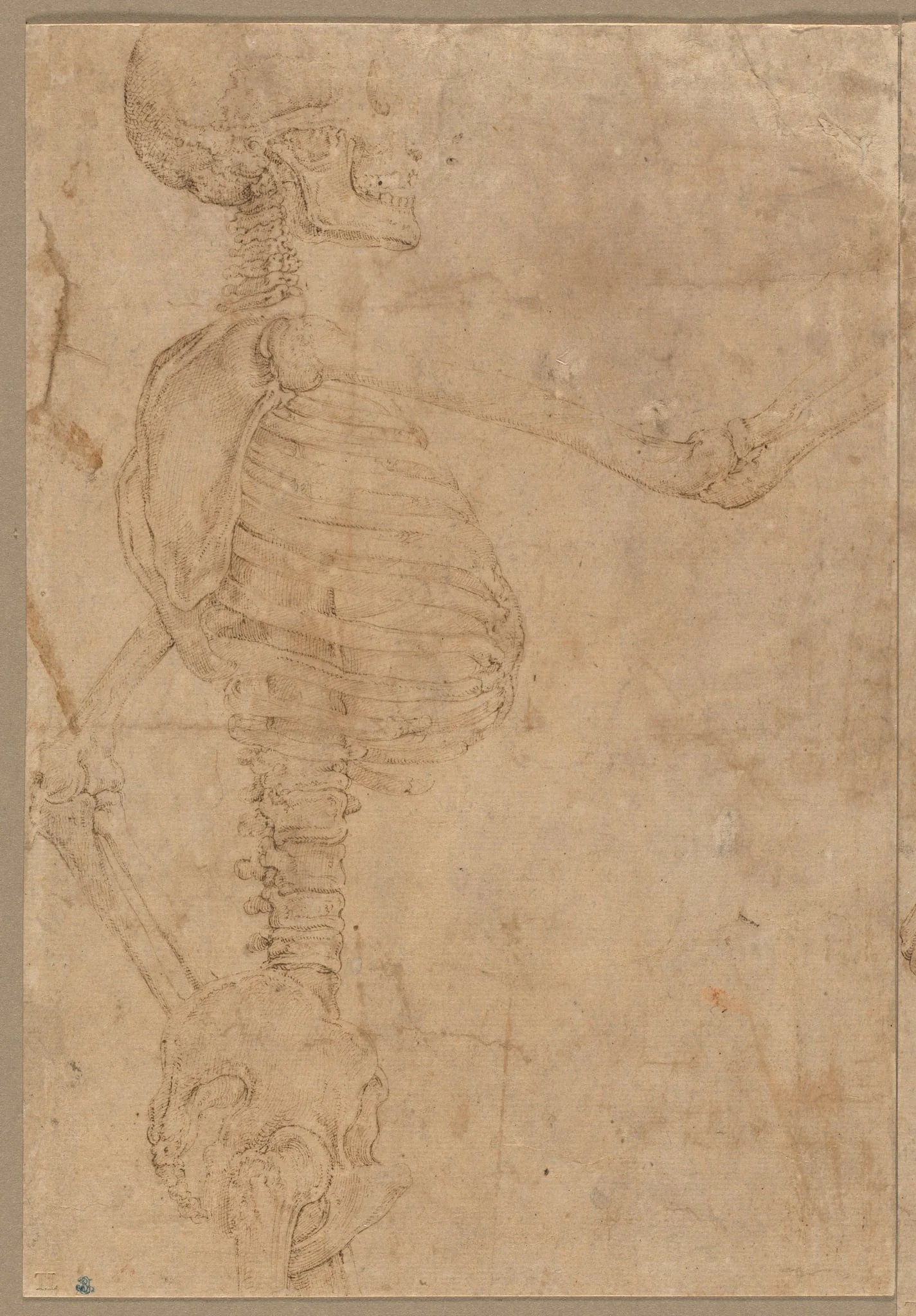 Half-Length Skeleton in Profile, detail