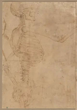 Half-Length Skeleton in Profile, by Battista Franco, 1544
