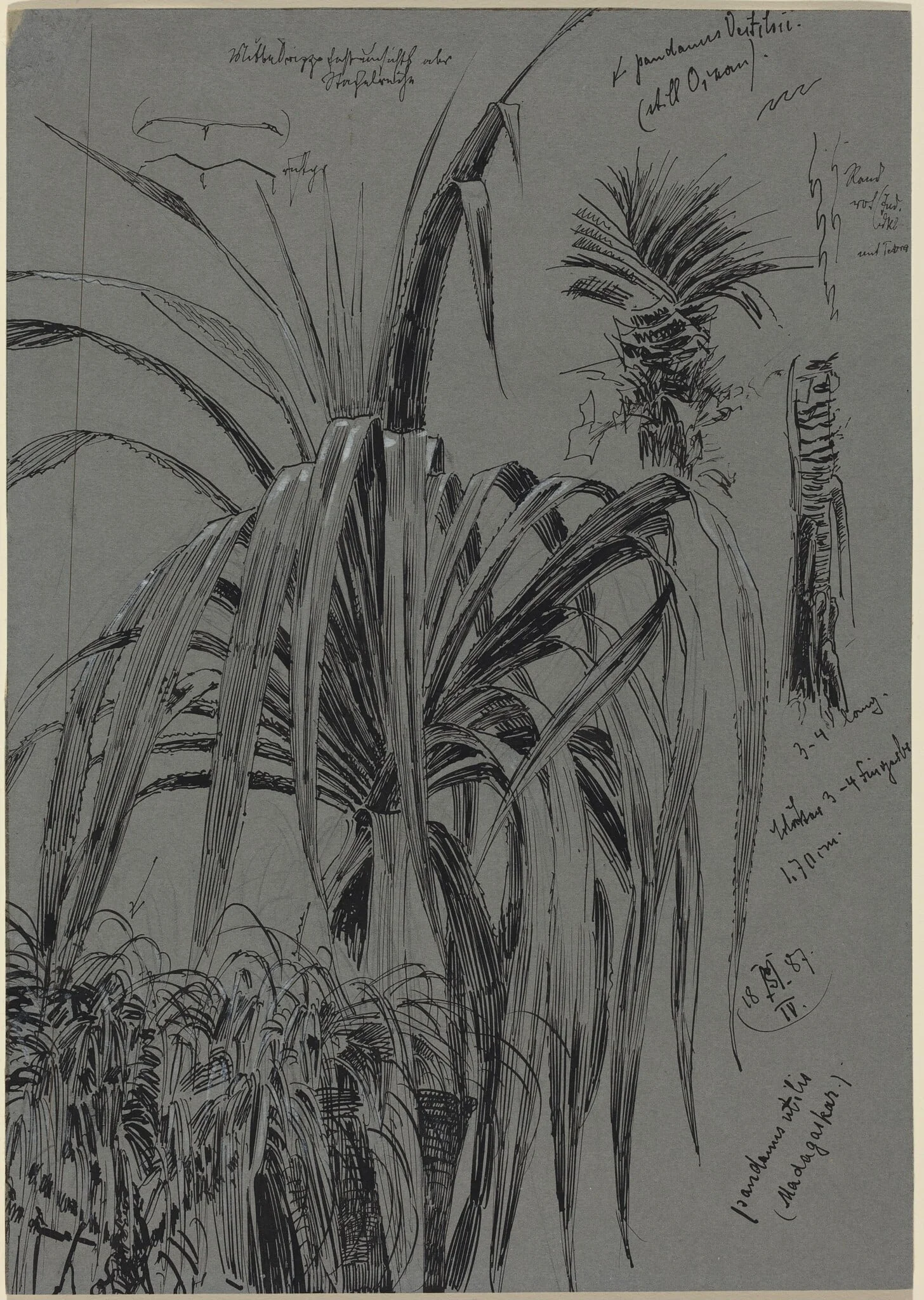 Studies of Screwpines from Madagascar, detail
