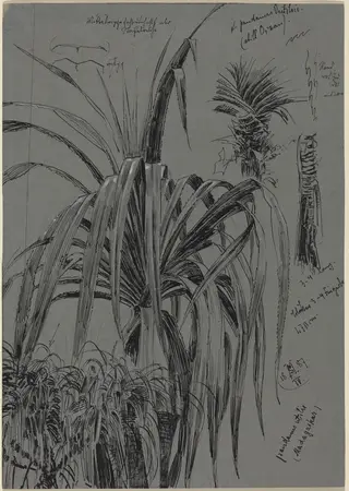 Studies of Screwpines from Madagascar, by Max Seliger, ink, 1887
