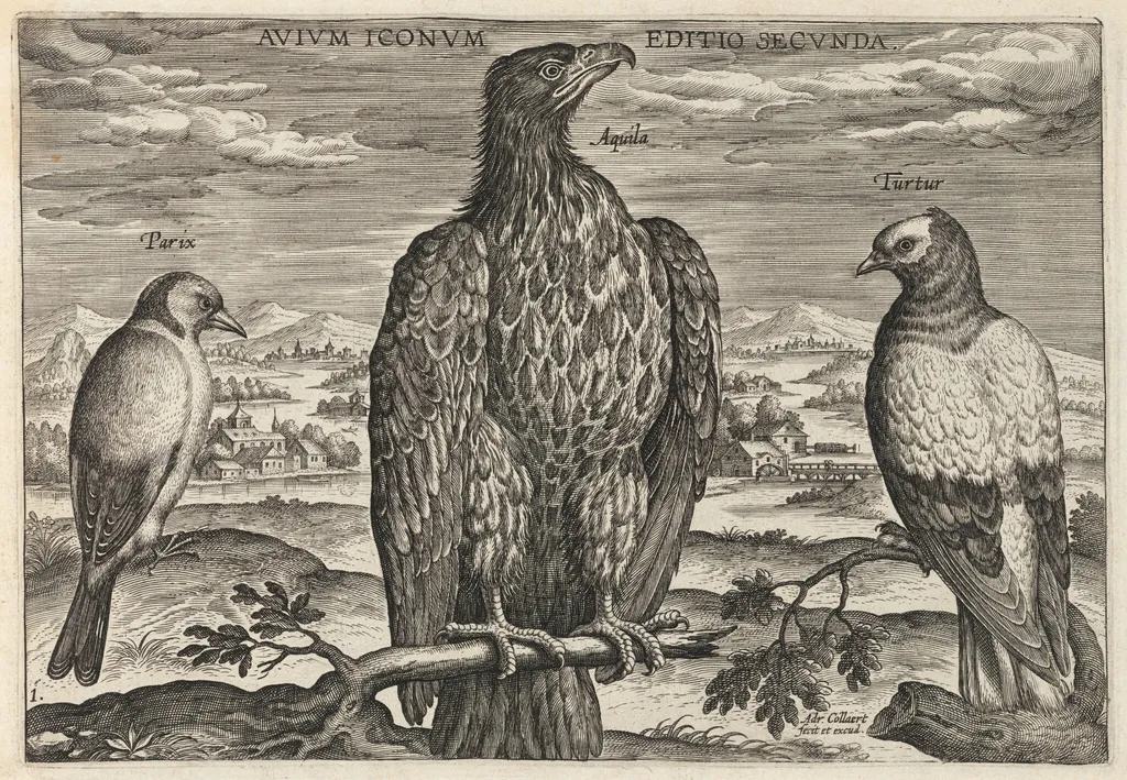 Wagtail, Eagle, and Turtledove, by Adriaen Collaert, ink, 1600