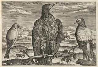Wagtail, Eagle, and Turtledove, by Adriaen Collaert, ink, 1600