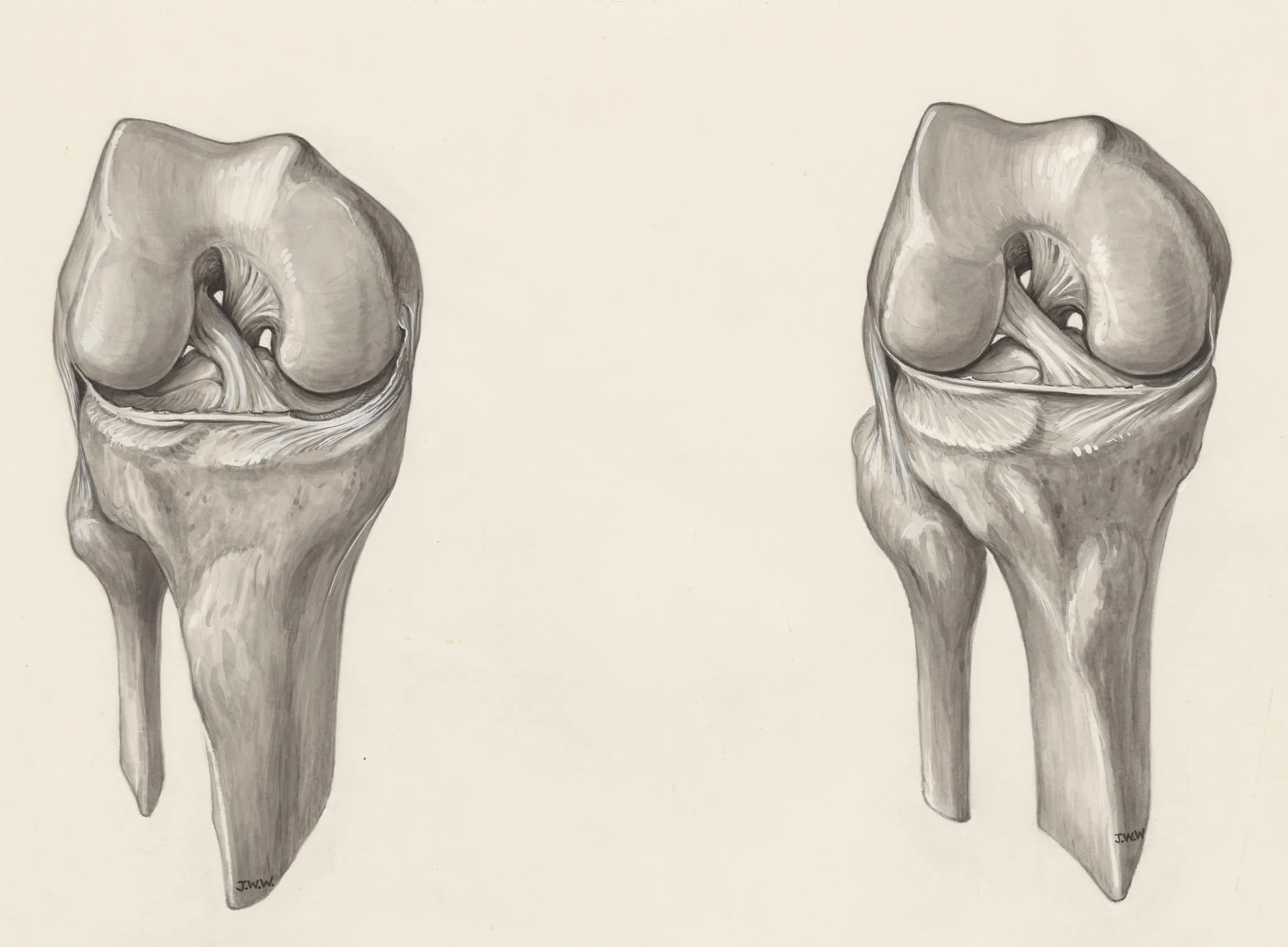 Muscular tissue of a joint, detail