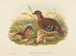 Rufous-breasted Bamboo Partridge (Bambusicola Hyperythra), by John Gould, ink, 1842