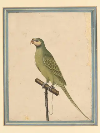 A parrot, by Hulas Lal, paint, 1870