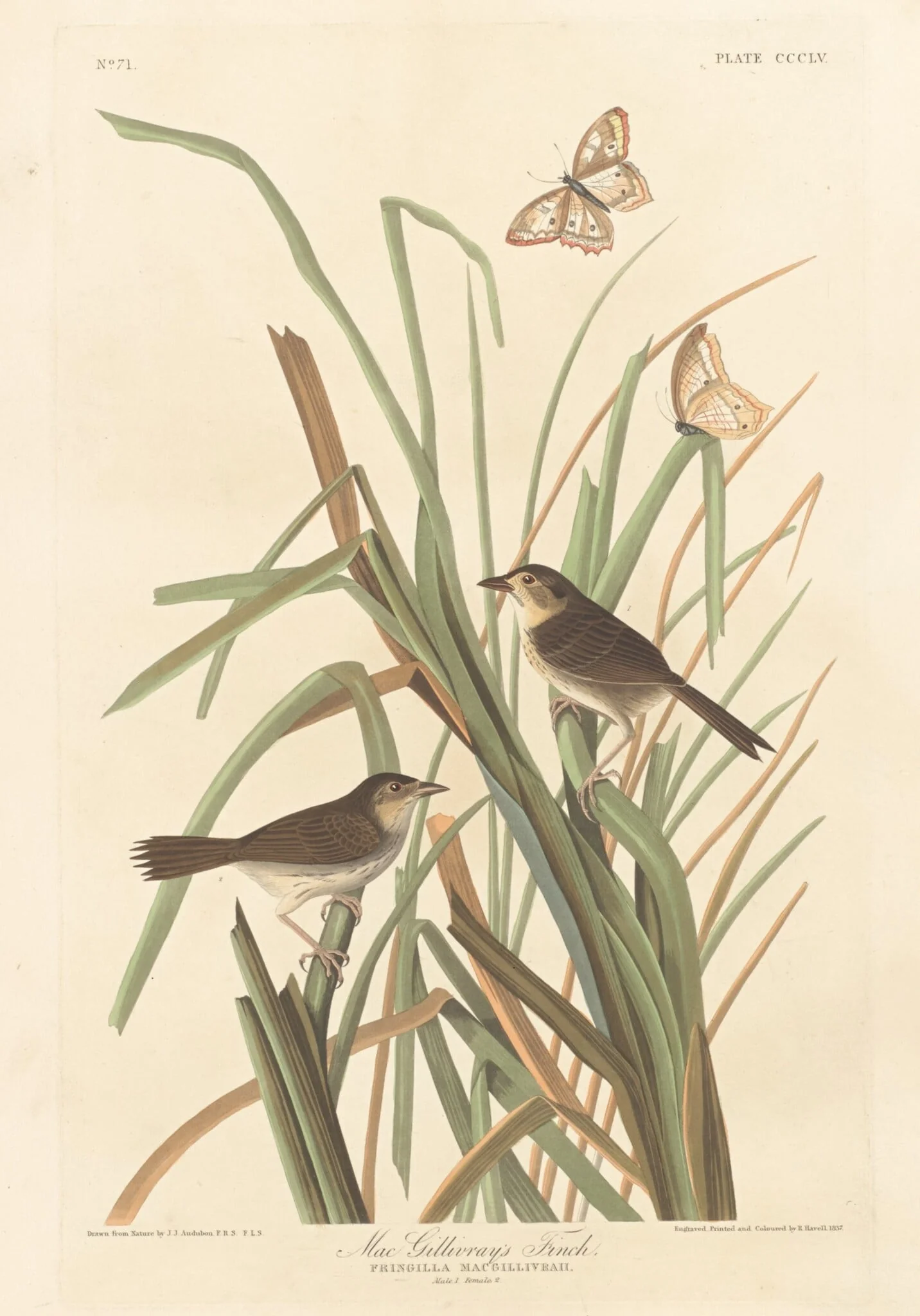 MacGillivray's Finch, detail