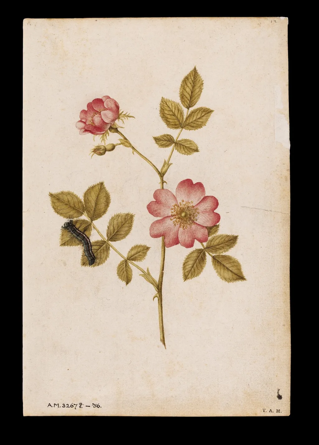 Two dog roses and a lackey moth caterpillar, by Jacques Le Moyne de Morgues, watercolor, 1568