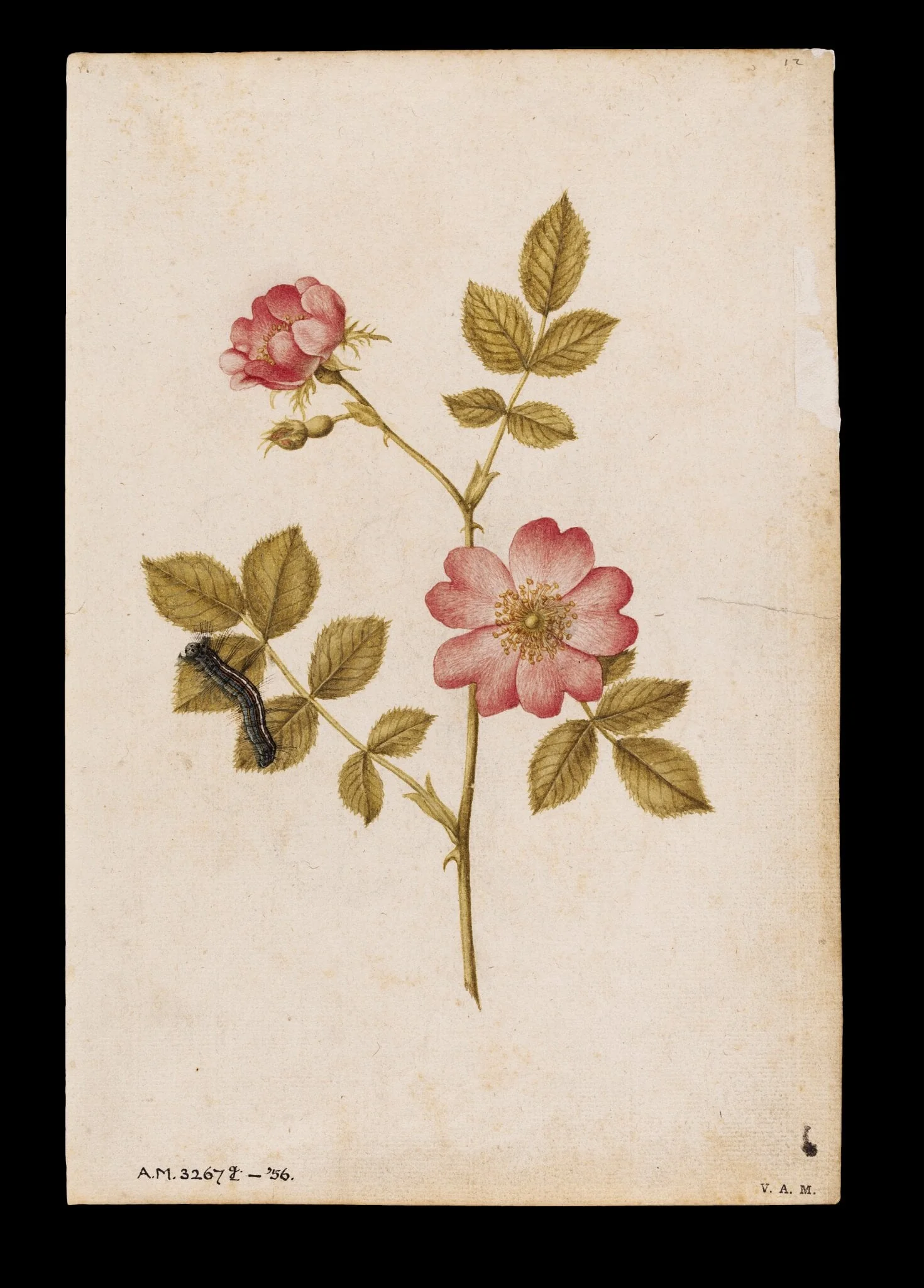 Two dog roses and a lackey moth caterpillar, detail