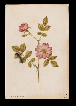 Two dog roses and a lackey moth caterpillar, by Jacques Le Moyne de Morgues, watercolor, 1568