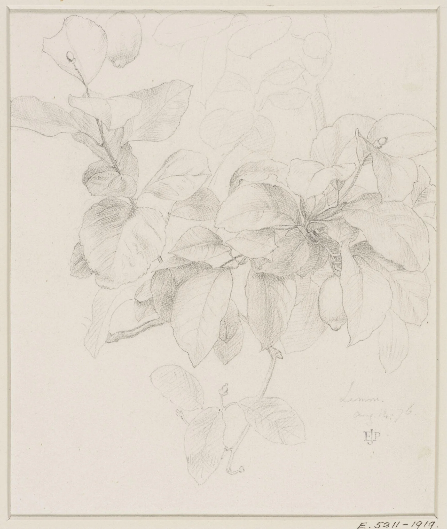 Studies of Flowers and Plants, 1876-1898, detail