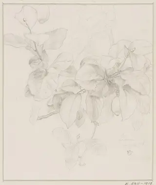 Studies of Flowers and Plants, 1876-1898, by Edward John, Sir Poynter, 11