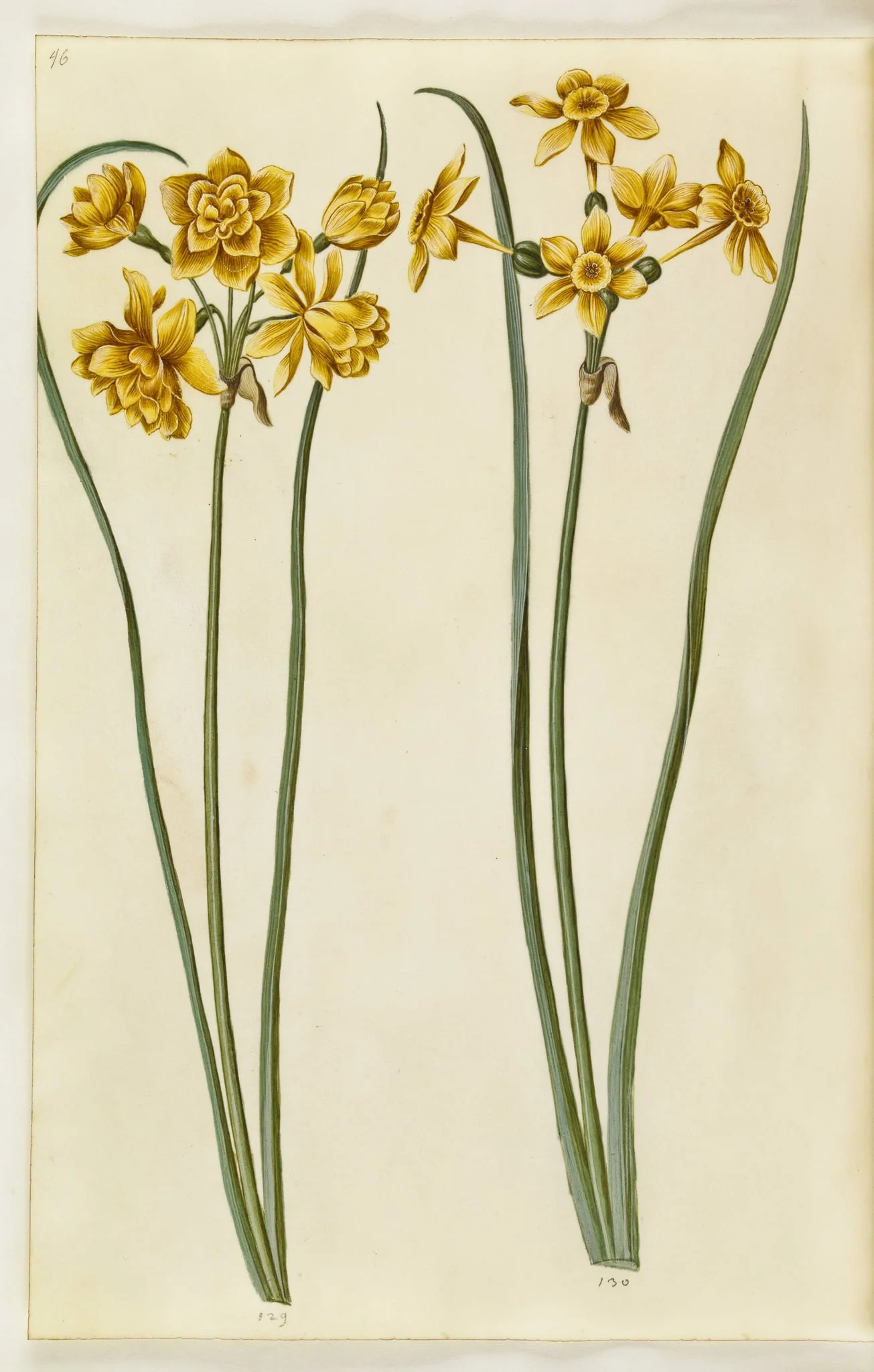 Narcissus jonquilla (siv-narcis), detail