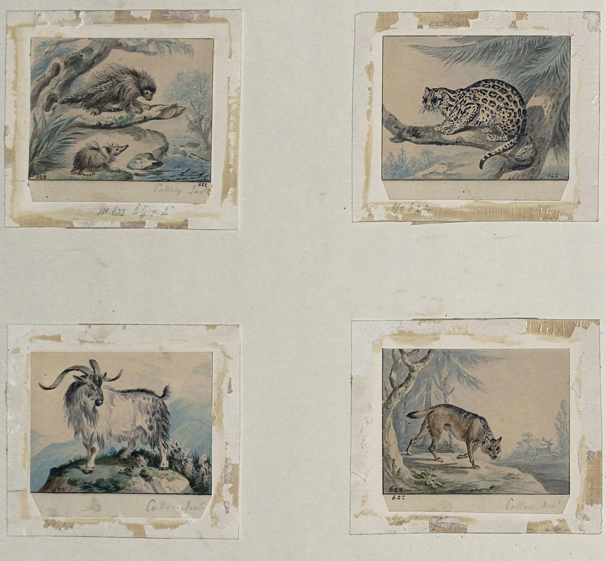 Four small drawings of animals for book illustrations, detail