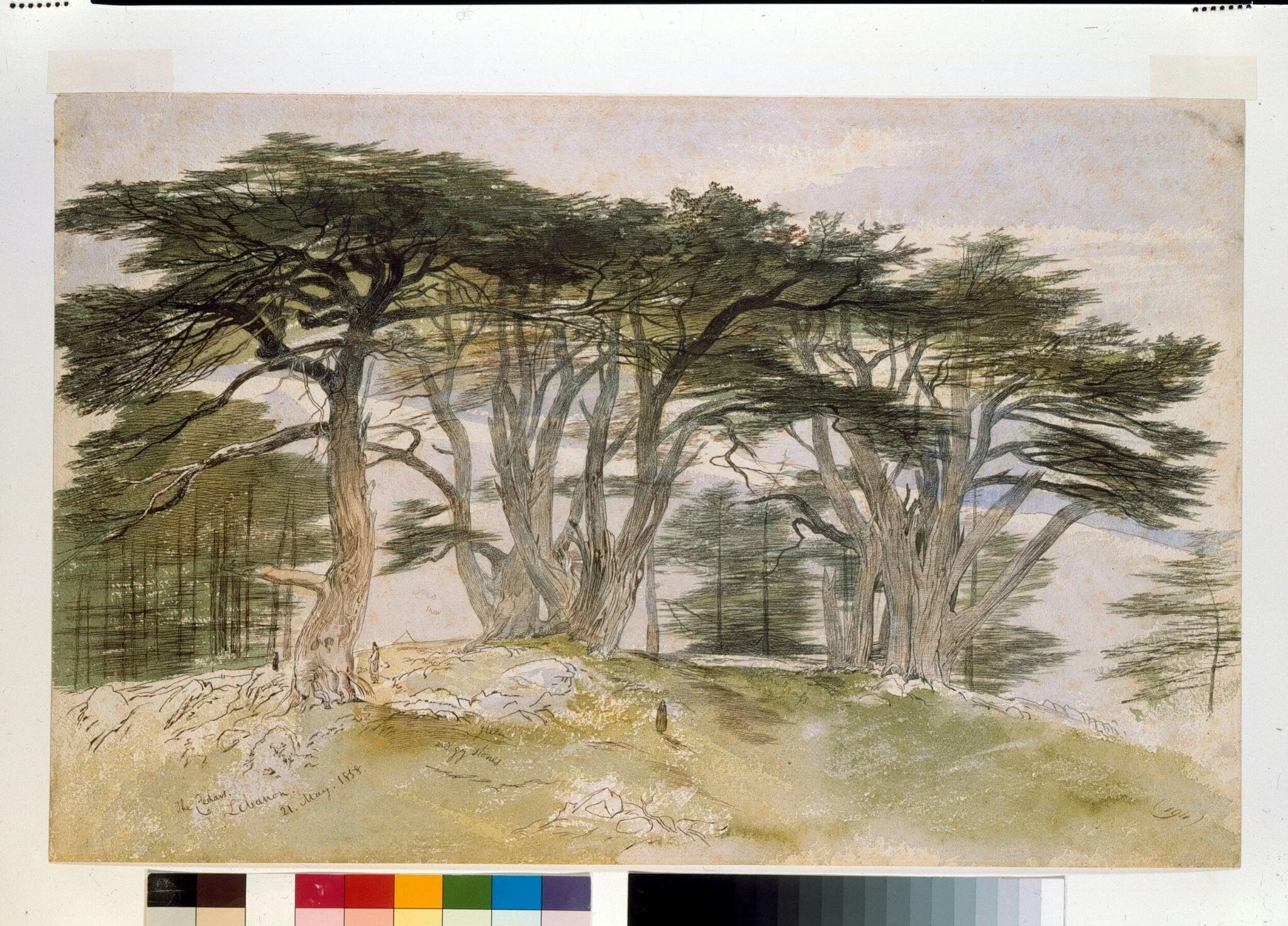 Cedars of Lebanon, detail