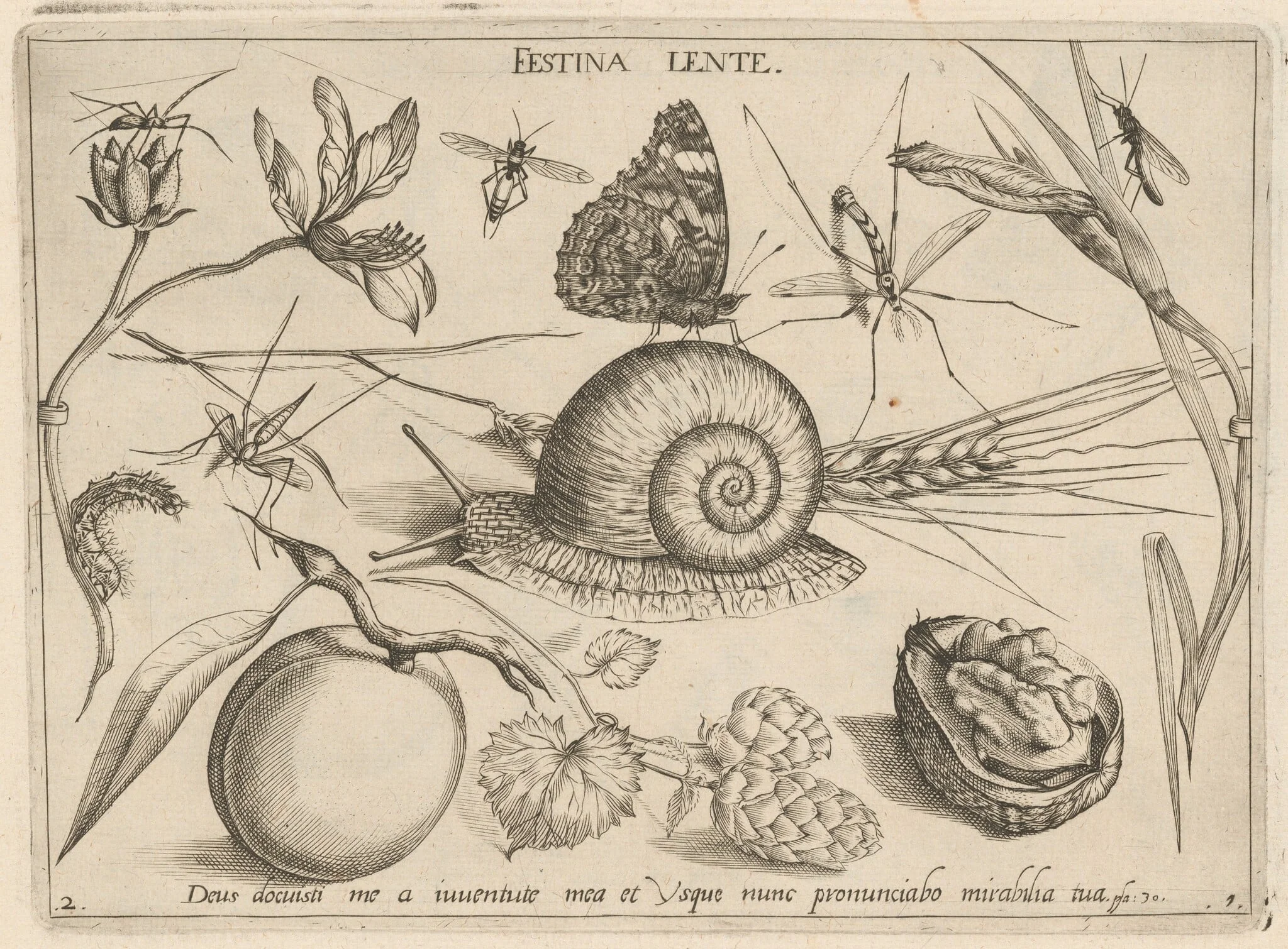 Archetypa studiaque patris Georgii Hoefnagelii [Part 1, Plate 2], detail