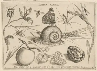 Archetypa studiaque patris Georgii Hoefnagelii [Part 1, Plate 2], by Jacob Hoefnagel, ink, 1592