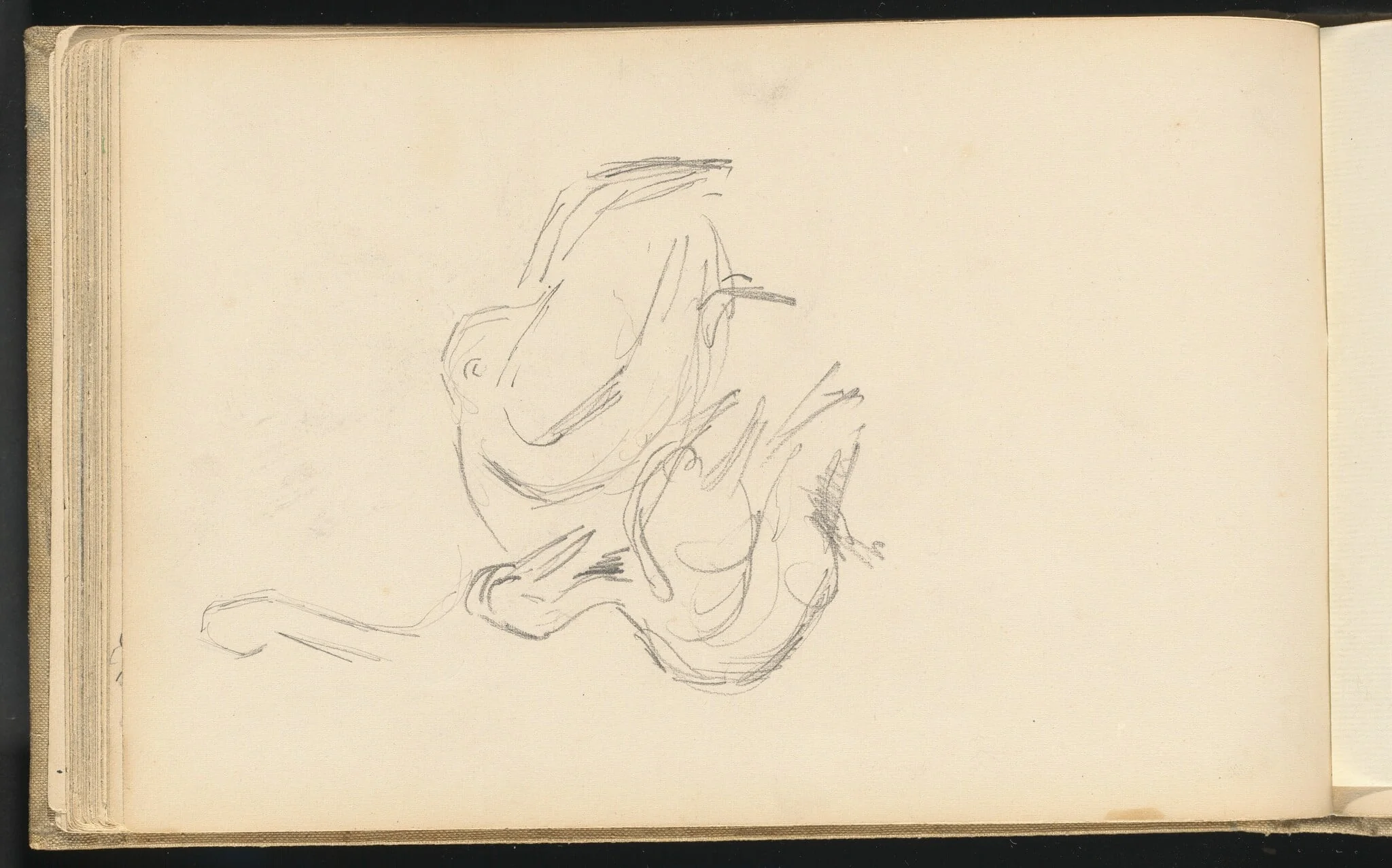Pelicans, detail