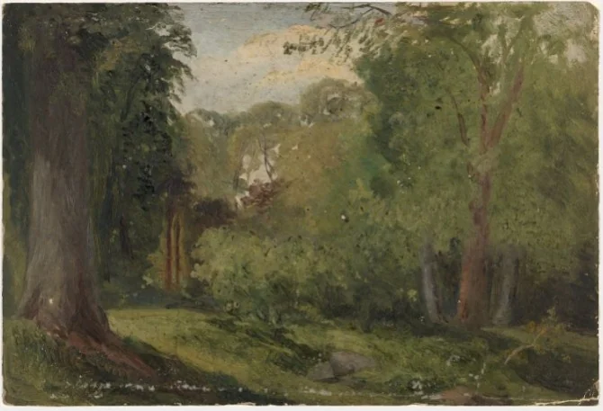 Trees in Phoenix Park, Dublin, detail