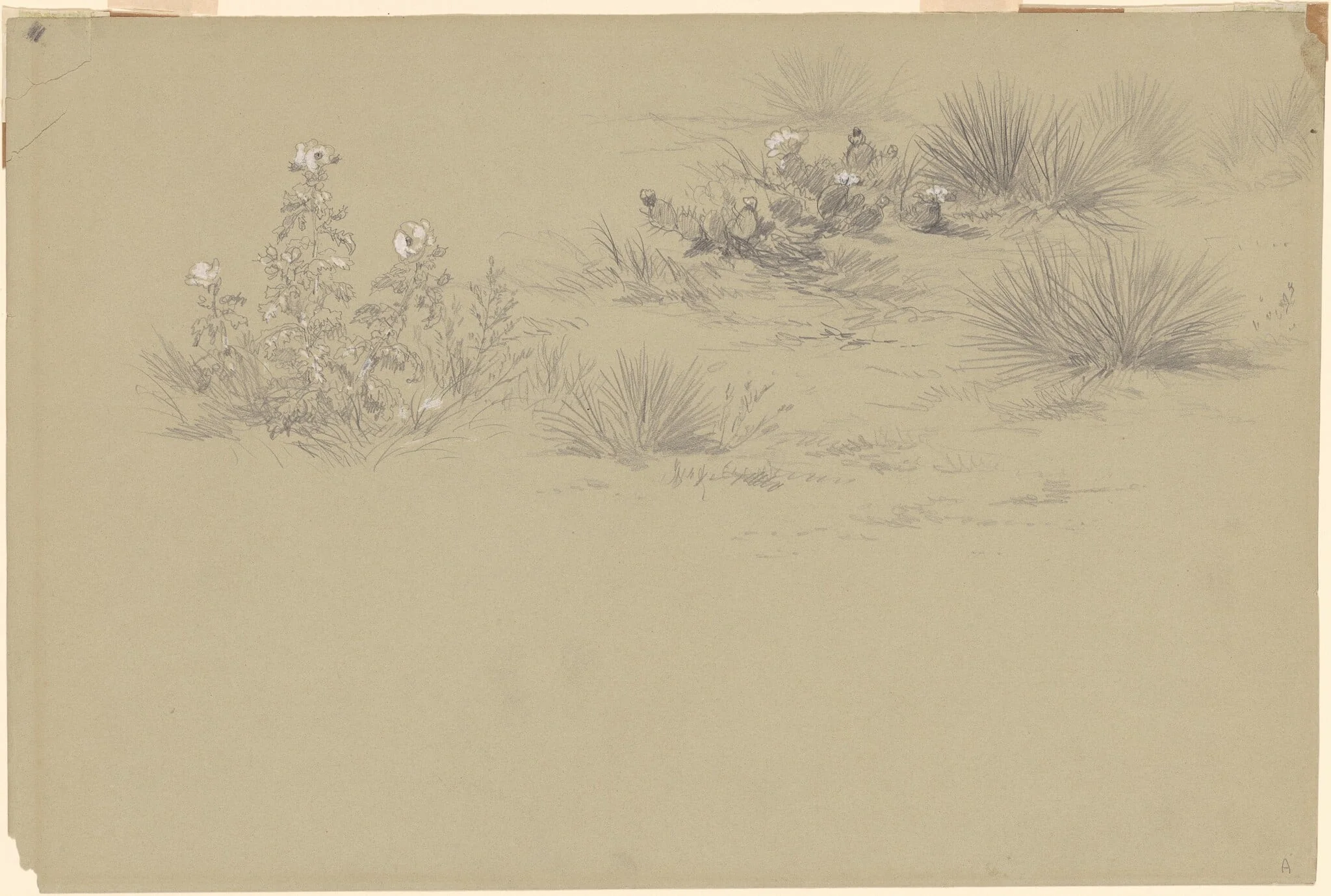 Flowering Bush and Desert Plants, detail
