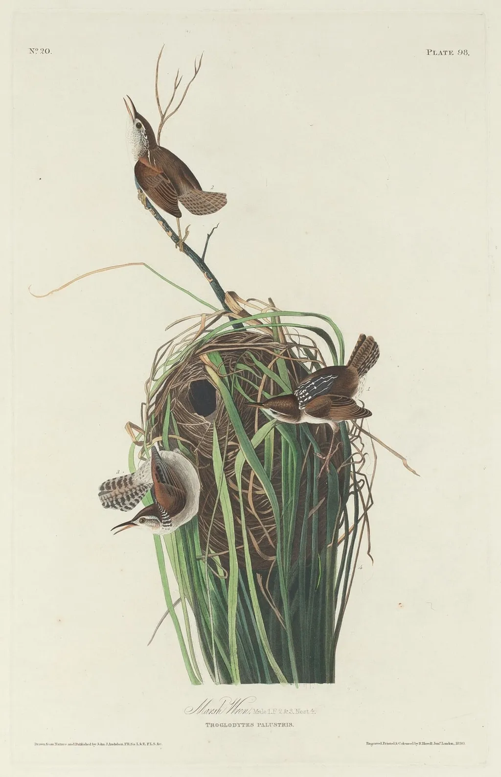 Marsh Wren, by Havell, Jr., Robert, ink, 1830