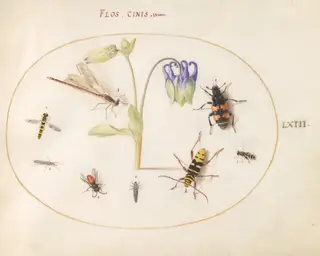 Plate 63: A Dragonfly, a Spotted Longhorn, a Sexton Beetle, and Other Insects with a Blue and White Columbine, by Joris Hoefnagel, gouache, 1594