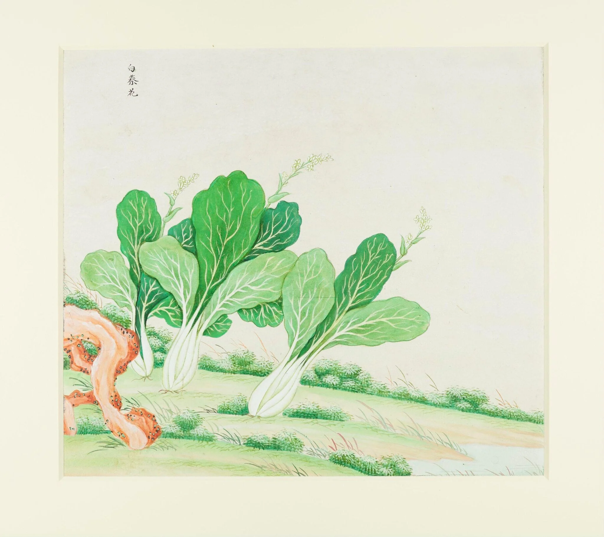 Chinese White Cabbage, detail