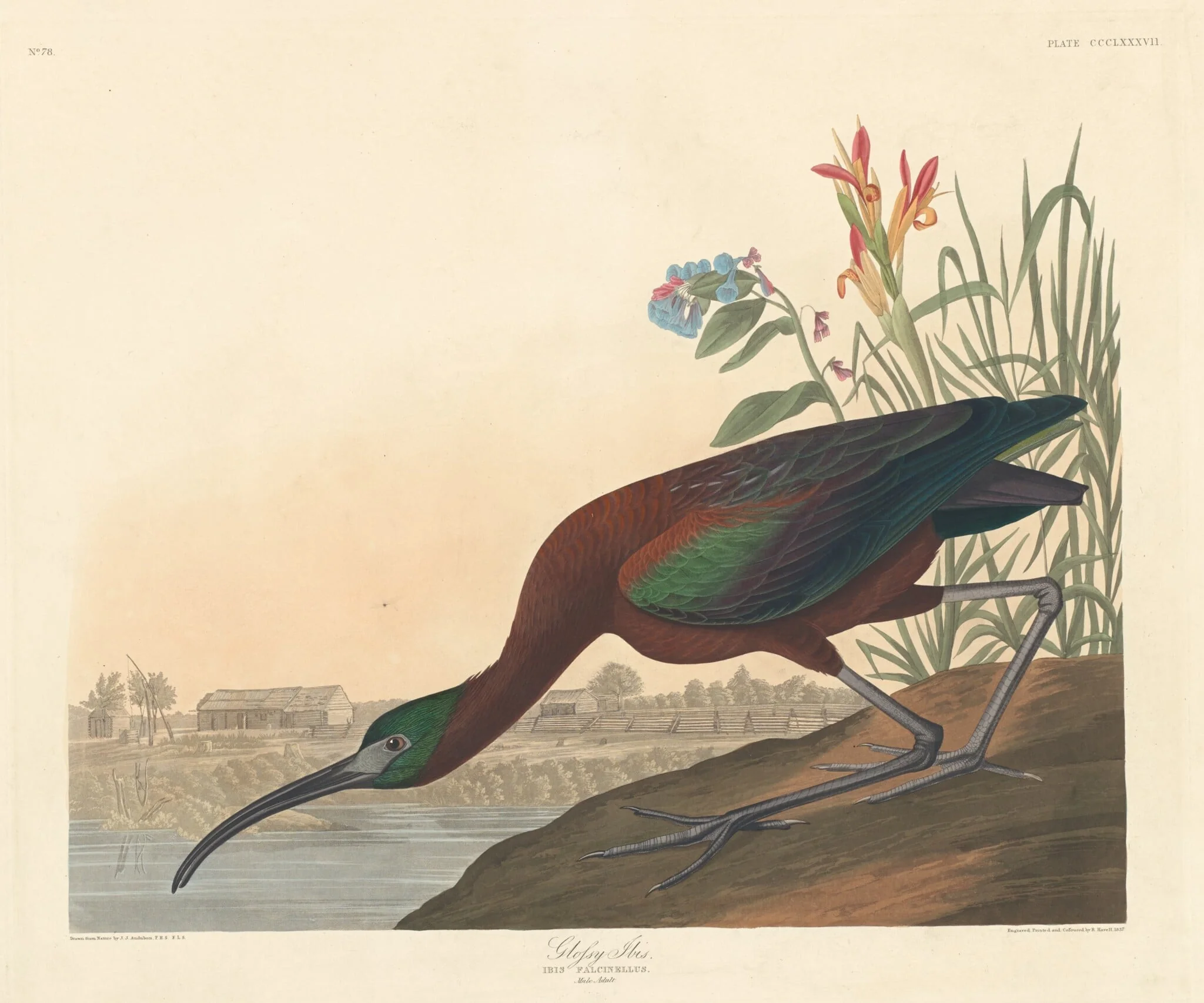 Glossy Ibis, detail