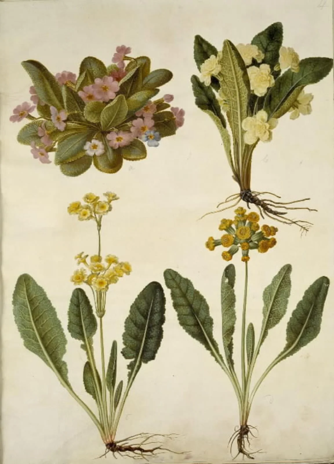 Primula vulgaris (karnevals-kodriver); Primula vulgaris (hybrid af storblomstret kodriver); Primula veris (hybrid af hulkravet kodriver), detail