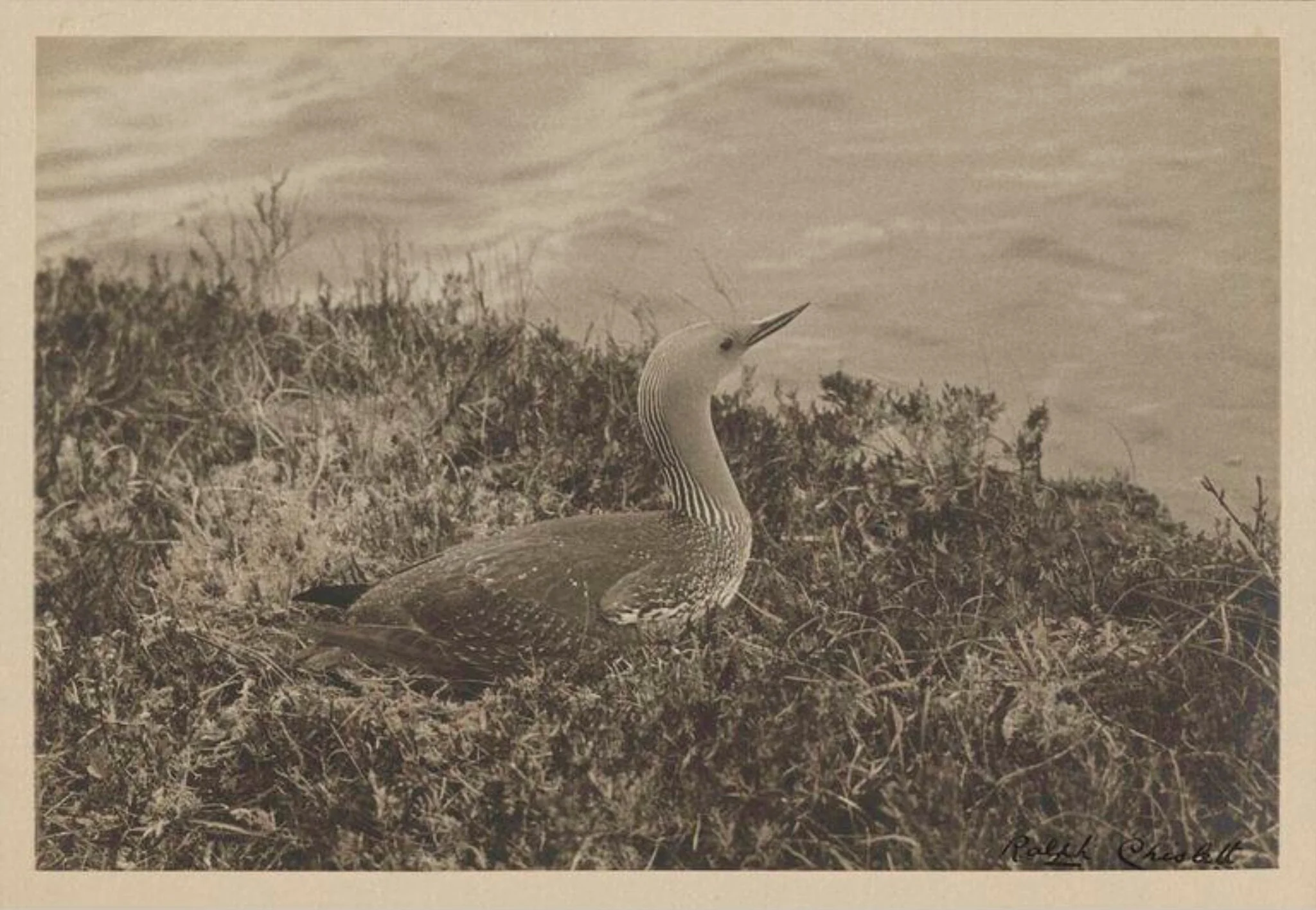 Red-throated Diver, detail