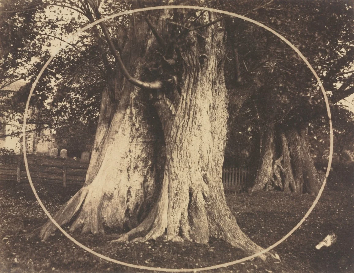 Oak Trees in a Graveyard, detail